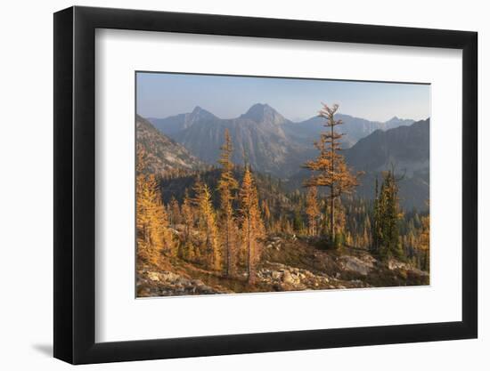 Subalpine Larches in golden autumn color. Stiletto Lake, North Cascades NP, Washington.-Alan Majchrowicz-Framed Photographic Print