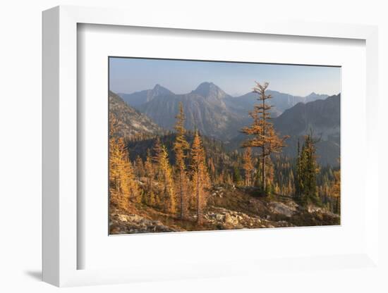 Subalpine Larches in golden autumn color. Stiletto Lake, North Cascades NP, Washington.-Alan Majchrowicz-Framed Photographic Print