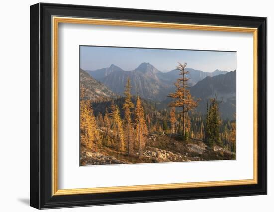 Subalpine Larches in golden autumn color. Stiletto Lake, North Cascades NP, Washington.-Alan Majchrowicz-Framed Photographic Print