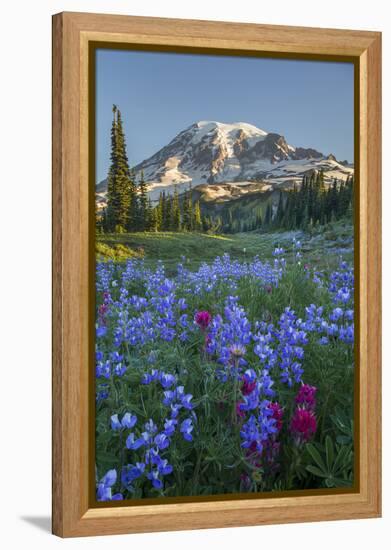 Subalpine Paintbrush and Lupine Wildflowers and Mt. Rainier at Mazama Ridge, Paradise Area-Gary Luhm-Framed Premier Image Canvas