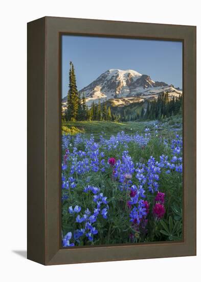 Subalpine Paintbrush and Lupine Wildflowers and Mt. Rainier at Mazama Ridge, Paradise Area-Gary Luhm-Framed Premier Image Canvas