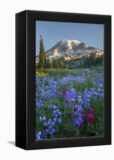 Subalpine Paintbrush and Lupine Wildflowers and Mt. Rainier at Mazama Ridge, Paradise Area-Gary Luhm-Framed Premier Image Canvas