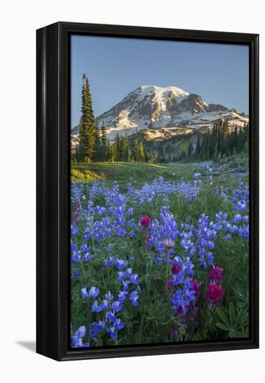 Subalpine Paintbrush and Lupine Wildflowers and Mt. Rainier at Mazama Ridge, Paradise Area-Gary Luhm-Framed Premier Image Canvas