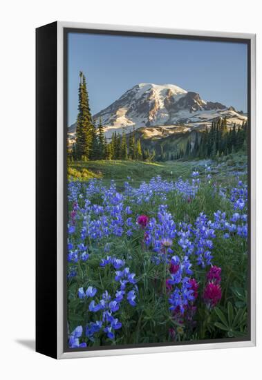 Subalpine Paintbrush and Lupine Wildflowers and Mt. Rainier at Mazama Ridge, Paradise Area-Gary Luhm-Framed Premier Image Canvas