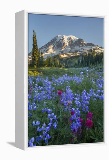 Subalpine Paintbrush and Lupine Wildflowers and Mt. Rainier at Mazama Ridge, Paradise Area-Gary Luhm-Framed Premier Image Canvas