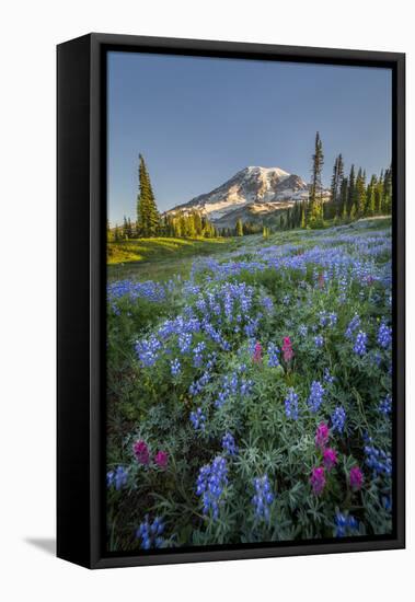 Subalpine Paintbrush and Lupine Wildflowers and Mt. Rainier at Mazama Ridge, Paradise Area-Gary Luhm-Framed Premier Image Canvas