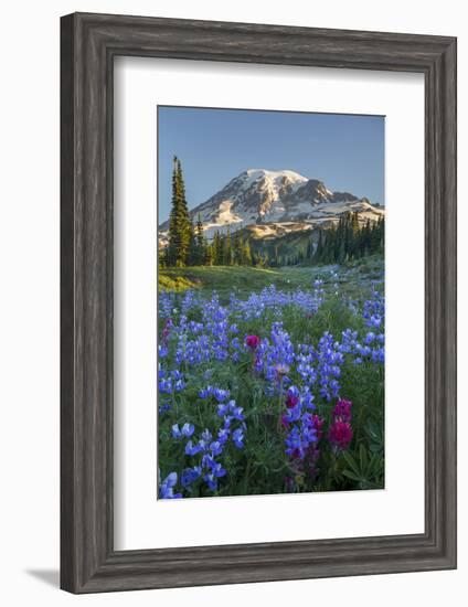 Subalpine Paintbrush and Lupine Wildflowers and Mt. Rainier at Mazama Ridge, Paradise Area-Gary Luhm-Framed Photographic Print