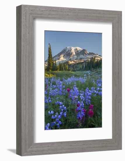 Subalpine Paintbrush and Lupine Wildflowers and Mt. Rainier at Mazama Ridge, Paradise Area-Gary Luhm-Framed Photographic Print