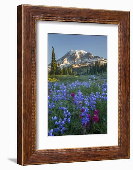 Subalpine Paintbrush and Lupine Wildflowers and Mt. Rainier at Mazama Ridge, Paradise Area-Gary Luhm-Framed Photographic Print