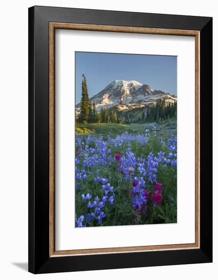 Subalpine Paintbrush and Lupine Wildflowers and Mt. Rainier at Mazama Ridge, Paradise Area-Gary Luhm-Framed Photographic Print