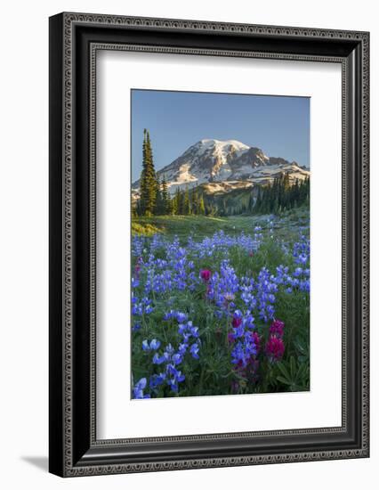 Subalpine Paintbrush and Lupine Wildflowers and Mt. Rainier at Mazama Ridge, Paradise Area-Gary Luhm-Framed Photographic Print