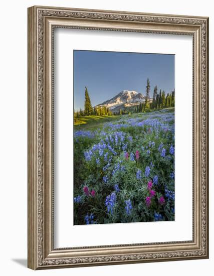 Subalpine Paintbrush and Lupine Wildflowers and Mt. Rainier at Mazama Ridge, Paradise Area-Gary Luhm-Framed Photographic Print