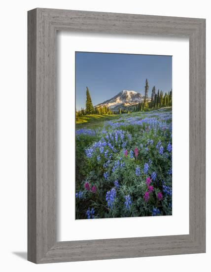 Subalpine Paintbrush and Lupine Wildflowers and Mt. Rainier at Mazama Ridge, Paradise Area-Gary Luhm-Framed Photographic Print