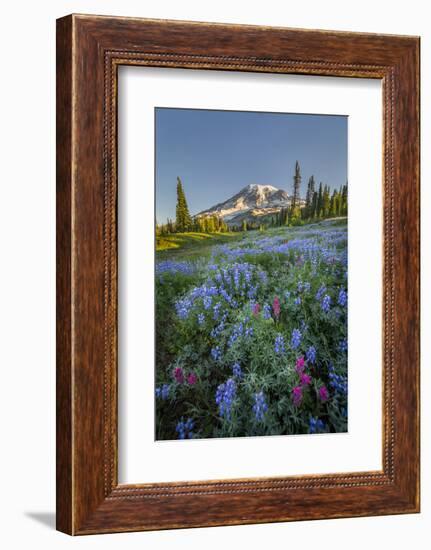 Subalpine Paintbrush and Lupine Wildflowers and Mt. Rainier at Mazama Ridge, Paradise Area-Gary Luhm-Framed Photographic Print