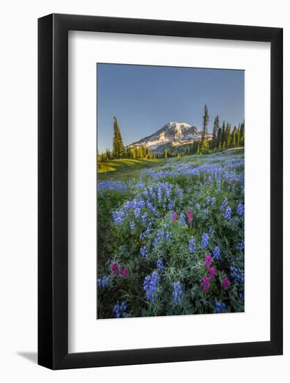 Subalpine Paintbrush and Lupine Wildflowers and Mt. Rainier at Mazama Ridge, Paradise Area-Gary Luhm-Framed Photographic Print