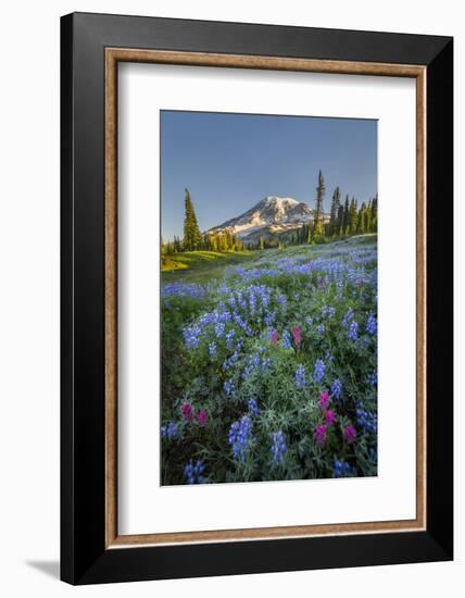 Subalpine Paintbrush and Lupine Wildflowers and Mt. Rainier at Mazama Ridge, Paradise Area-Gary Luhm-Framed Photographic Print