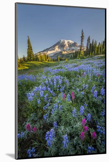 Subalpine Paintbrush and Lupine Wildflowers and Mt. Rainier at Mazama Ridge, Paradise Area-Gary Luhm-Mounted Photographic Print