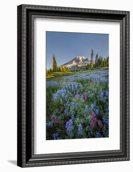 Subalpine Paintbrush and Lupine Wildflowers and Mt. Rainier at Mazama Ridge, Paradise Area-Gary Luhm-Framed Photographic Print