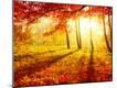 Photographic Print