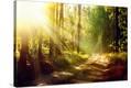 Stretched Canvas Print