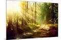 Photographic Print