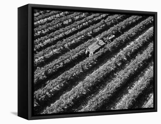 Subject: Aerial of Grape Harvest Workers. Fresno, California-Margaret Bourke-White-Framed Premier Image Canvas