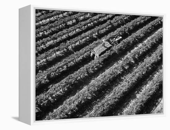 Subject: Aerial of Grape Harvest Workers. Fresno, California-Margaret Bourke-White-Framed Premier Image Canvas