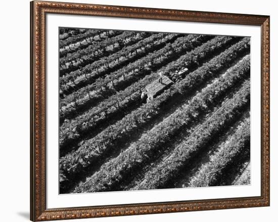 Subject: Aerial of Grape Harvest Workers. Fresno, California-Margaret Bourke-White-Framed Premium Photographic Print