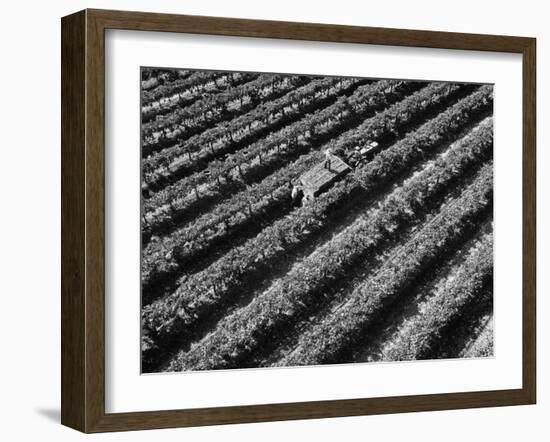 Subject: Aerial of Grape Harvest Workers. Fresno, California-Margaret Bourke-White-Framed Photographic Print