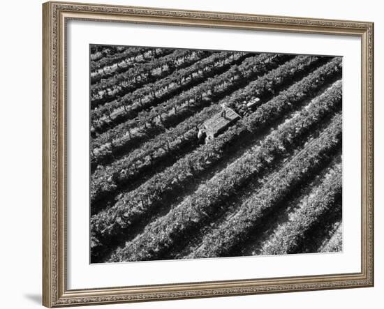 Subject: Aerial of Grape Harvest Workers. Fresno, California-Margaret Bourke-White-Framed Photographic Print