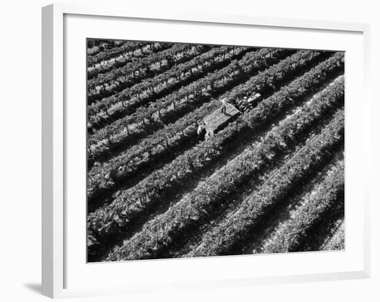 Subject: Aerial of Grape Harvest Workers. Fresno, California-Margaret Bourke-White-Framed Photographic Print