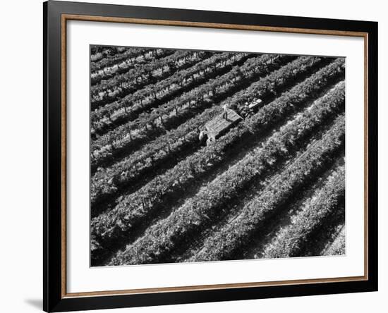 Subject: Aerial of Grape Harvest Workers. Fresno, California-Margaret Bourke-White-Framed Photographic Print