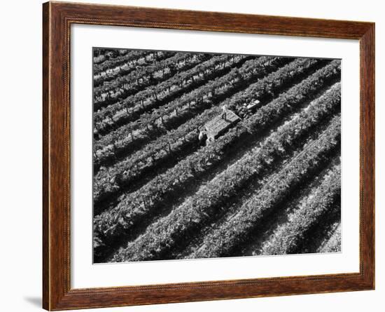 Subject: Aerial of Grape Harvest Workers. Fresno, California-Margaret Bourke-White-Framed Photographic Print