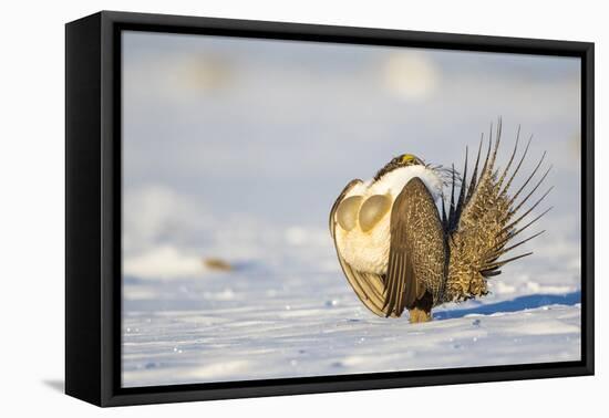 Sublette County, Wyoming. Male Greater Sage Grouse is caught doing his courtship display-Elizabeth Boehm-Framed Premier Image Canvas