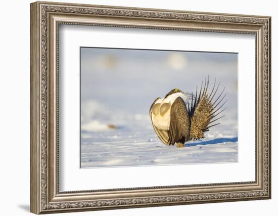 Sublette County, Wyoming. Male Greater Sage Grouse is caught doing his courtship display-Elizabeth Boehm-Framed Photographic Print