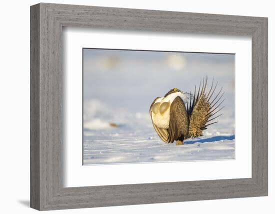 Sublette County, Wyoming. Male Greater Sage Grouse is caught doing his courtship display-Elizabeth Boehm-Framed Photographic Print