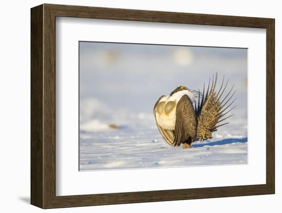 Sublette County, Wyoming. Male Greater Sage Grouse is caught doing his courtship display-Elizabeth Boehm-Framed Photographic Print