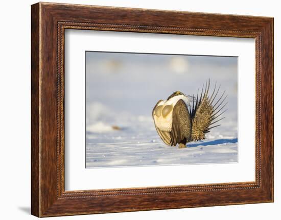 Sublette County, Wyoming. Male Greater Sage Grouse is caught doing his courtship display-Elizabeth Boehm-Framed Photographic Print