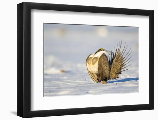 Sublette County, Wyoming. Male Greater Sage Grouse is caught doing his courtship display-Elizabeth Boehm-Framed Photographic Print