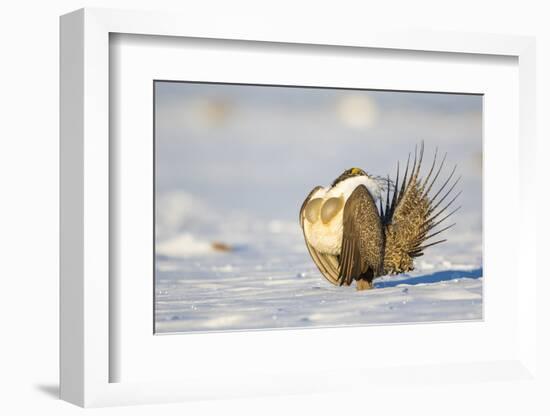 Sublette County, Wyoming. Male Greater Sage Grouse is caught doing his courtship display-Elizabeth Boehm-Framed Photographic Print