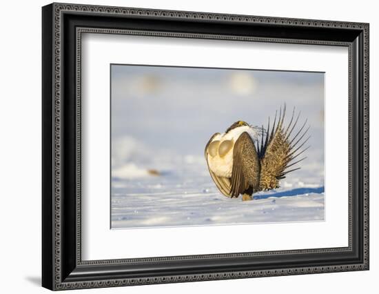 Sublette County, Wyoming. Male Greater Sage Grouse is caught doing his courtship display-Elizabeth Boehm-Framed Photographic Print