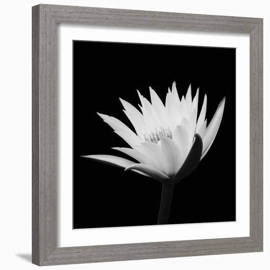 Submerged With Life #2, 2007-Hiroyuki Arakawa-Framed Photographic Print