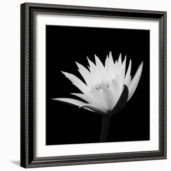 Submerged With Life #2, 2007-Hiroyuki Arakawa-Framed Photographic Print