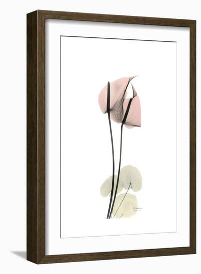 Subtle Anthurium-Albert Koetsier-Framed Premium Giclee Print