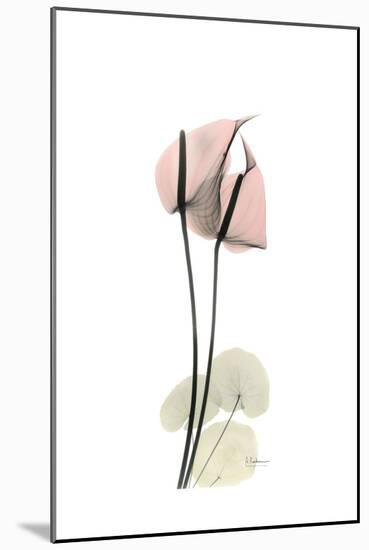 Subtle Anthurium-Albert Koetsier-Mounted Premium Giclee Print