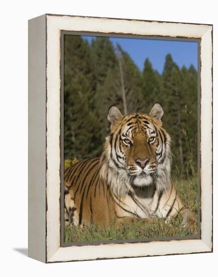 Subtle Beauty-Susann Parker-Framed Premier Image Canvas