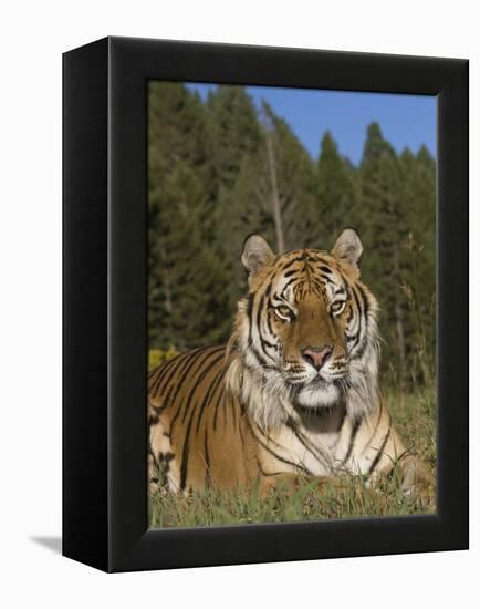 Subtle Beauty-Susann Parker-Framed Premier Image Canvas