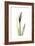 Subtle Curcuma-Albert Koetsier-Framed Premium Giclee Print