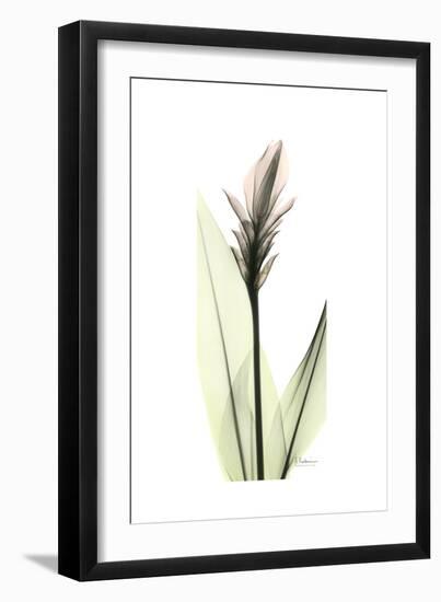 Subtle Curcuma-Albert Koetsier-Framed Premium Giclee Print