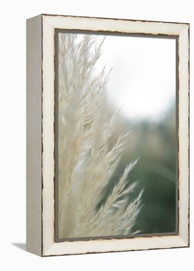 Subtle Grasses I-Jason Johnson-Framed Premier Image Canvas